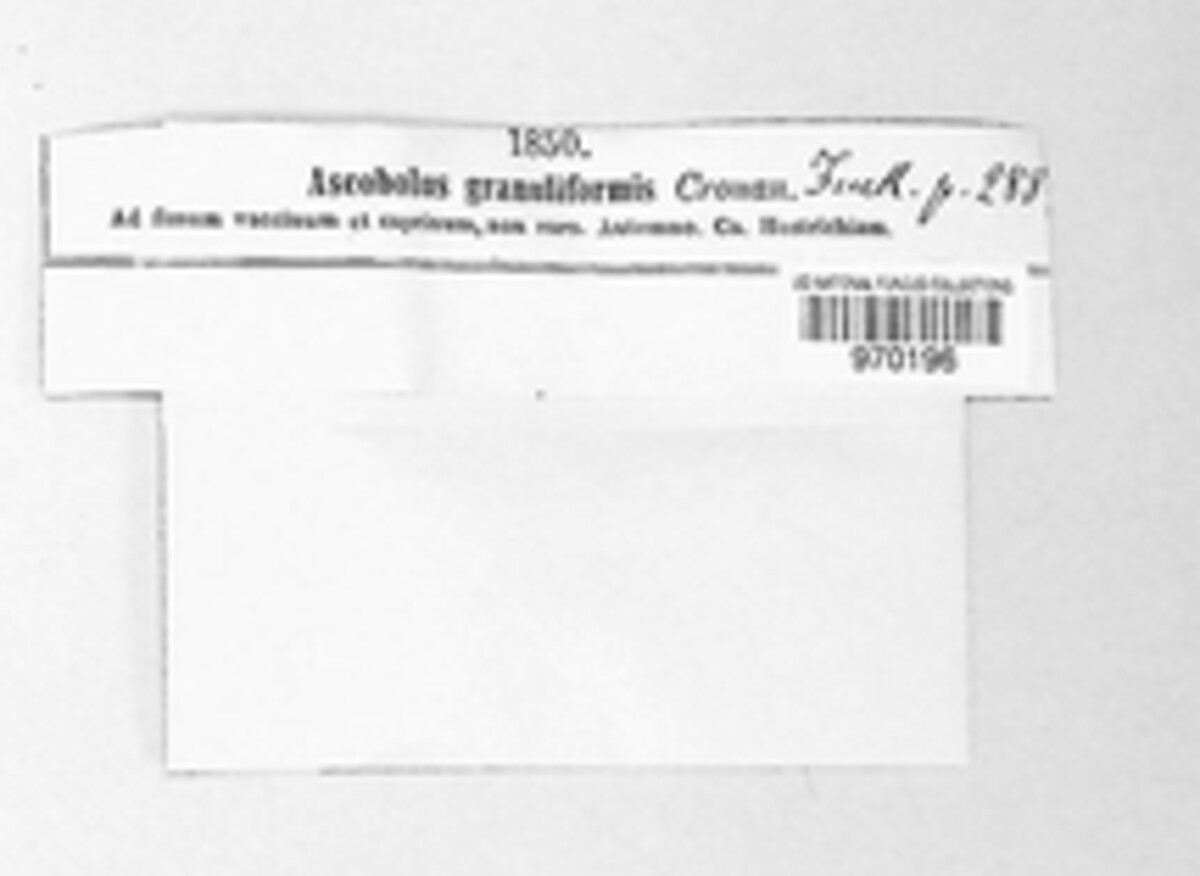 Coprotus granuliformis image